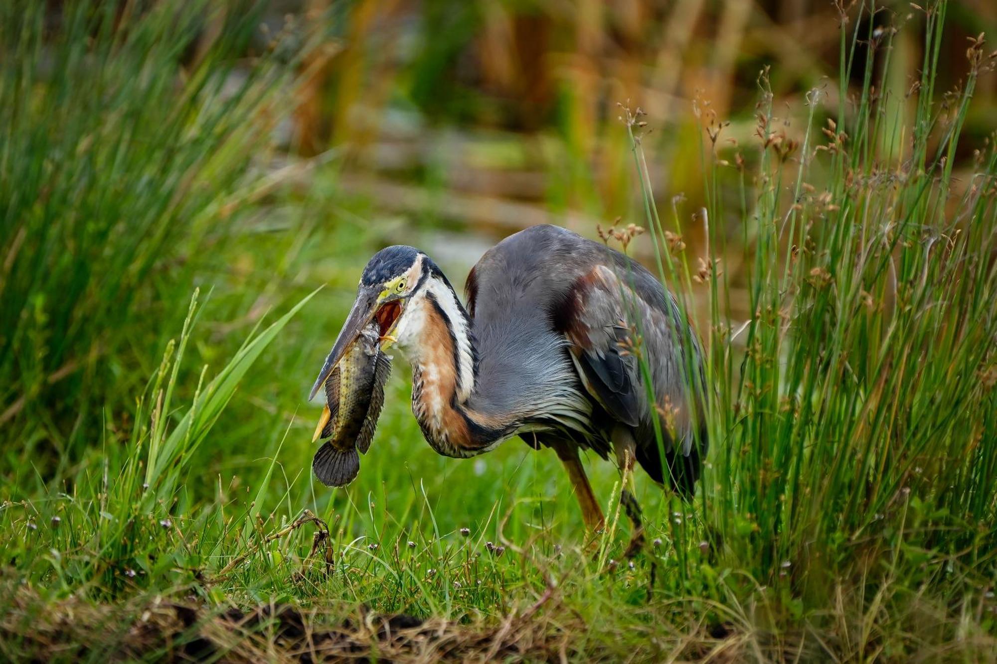 Bundala Flamingo Cotteges Hambantota Exterior foto