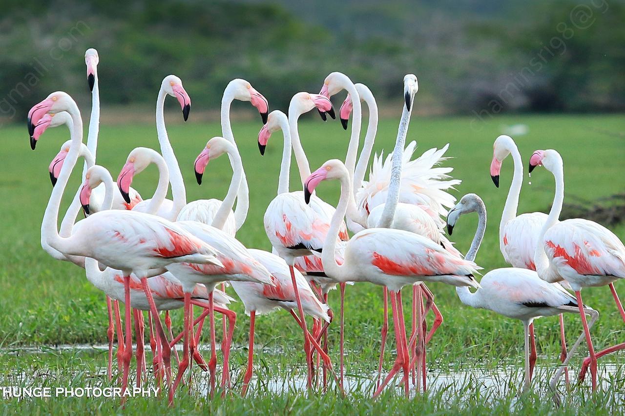 Bundala Flamingo Cotteges Hambantota Exterior foto