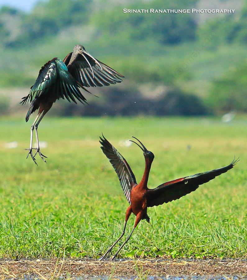 Bundala Flamingo Cotteges Hambantota Exterior foto
