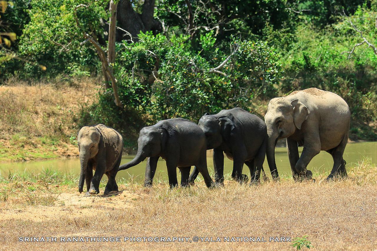 Bundala Flamingo Cotteges Hambantota Exterior foto