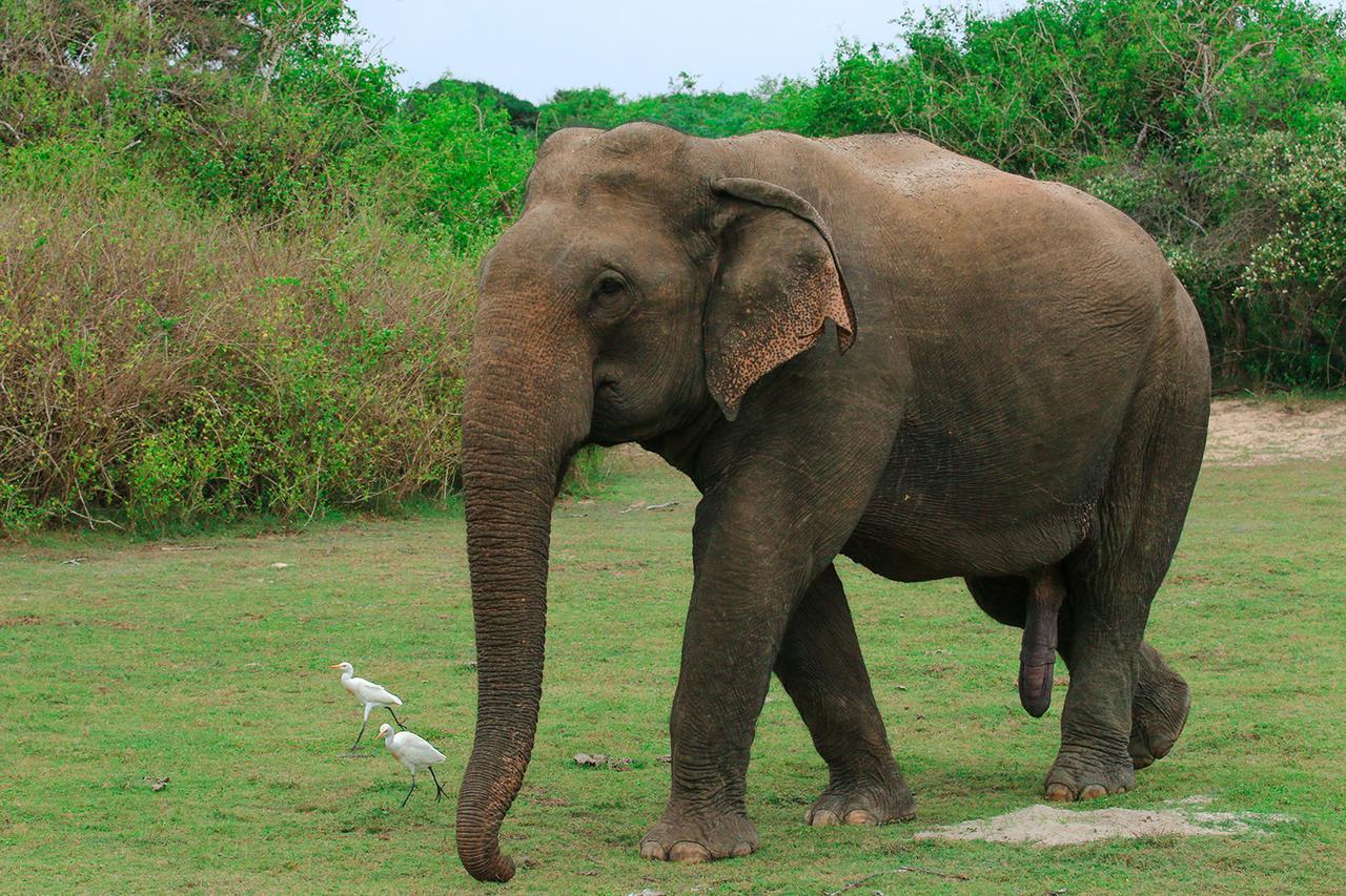 Bundala Flamingo Cotteges Hambantota Exterior foto