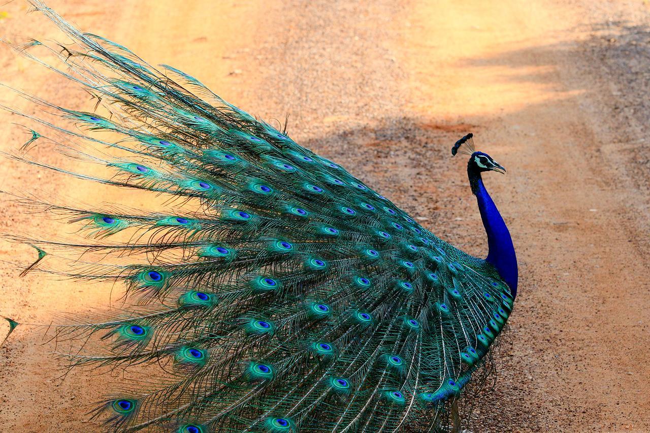 Bundala Flamingo Cotteges Hambantota Exterior foto