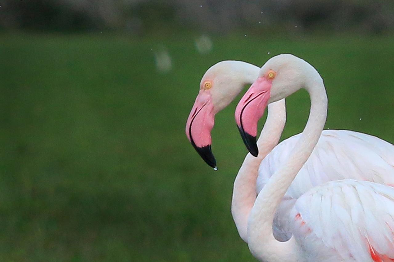 Bundala Flamingo Cotteges Hambantota Exterior foto