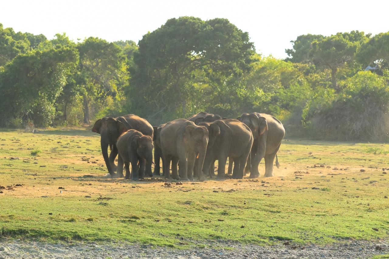 Bundala Flamingo Cotteges Hambantota Exterior foto