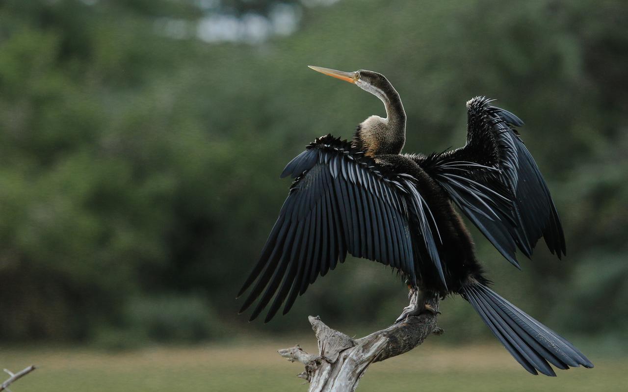 Bundala Flamingo Cotteges Hambantota Exterior foto